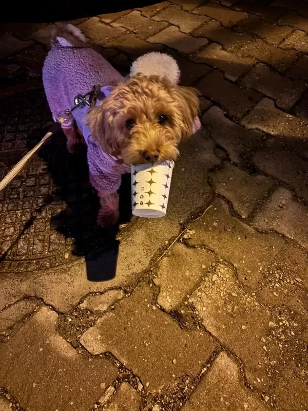 Güzel Poodle Yavrumuza Acil Yuva Aranıyor Uyguna