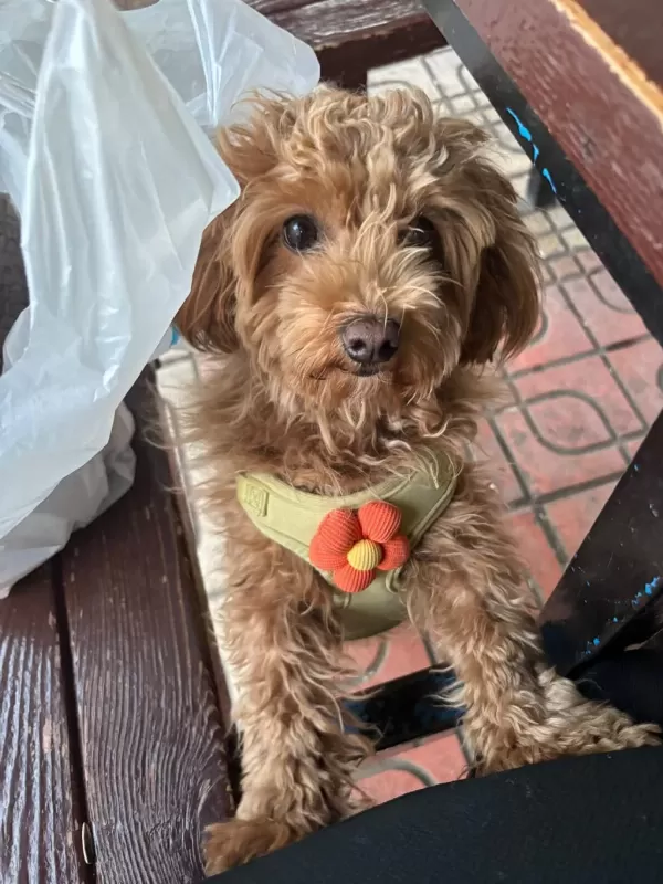 Güzel Poodle Yavrumuza Acil Yuva Aranıyor Uyguna