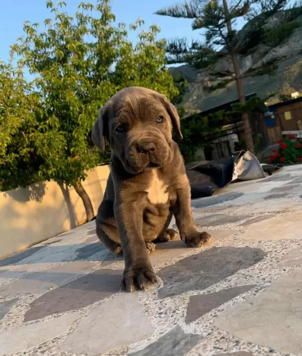 Cane Corsa Yavrulari Hazir