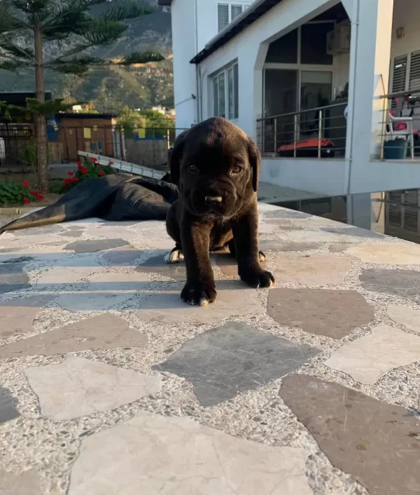 Cane Corsa Yavrulari Hazir