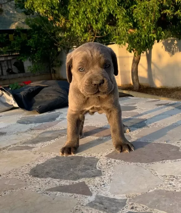 Cane Corsa Yavrulari Hazir