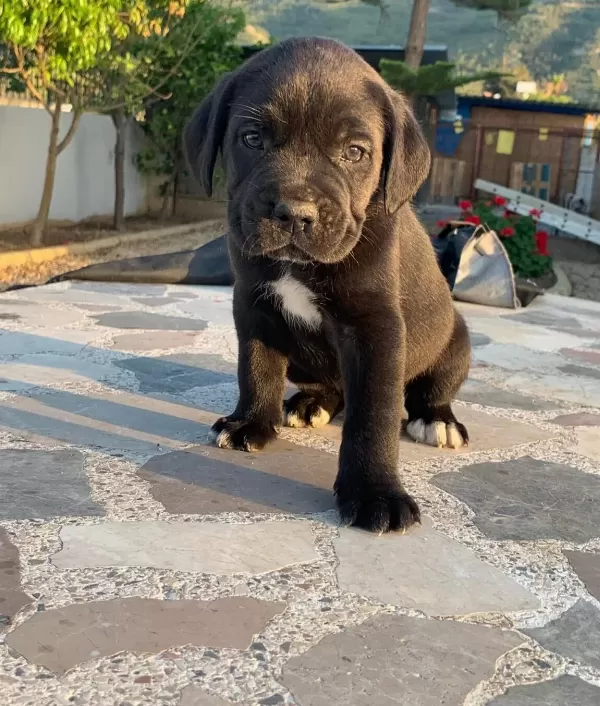 Cane Corsa Yavrulari Hazir
