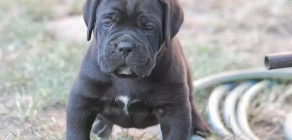 Irkının En Iyisi Cane Corso Yavrularım