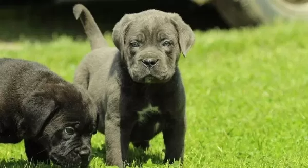 Irkının En Iyisi Cane Corso Yavrularım