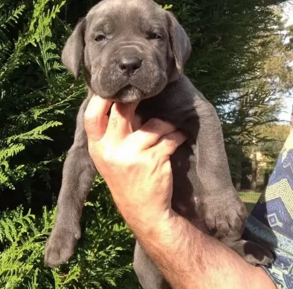 Irkının En Iyisi Cane Corso Yavrularım