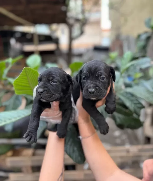 Blue Ve Siyah Hazır Corso Yavrular