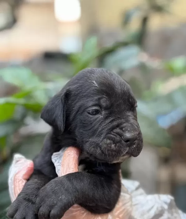 Muhteşem Anatomiye Sahip Cane Corso Yavrularım