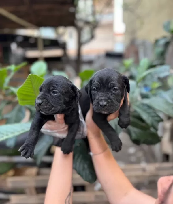 Muhteşem Anatomiye Sahip Cane Corso Yavrularım