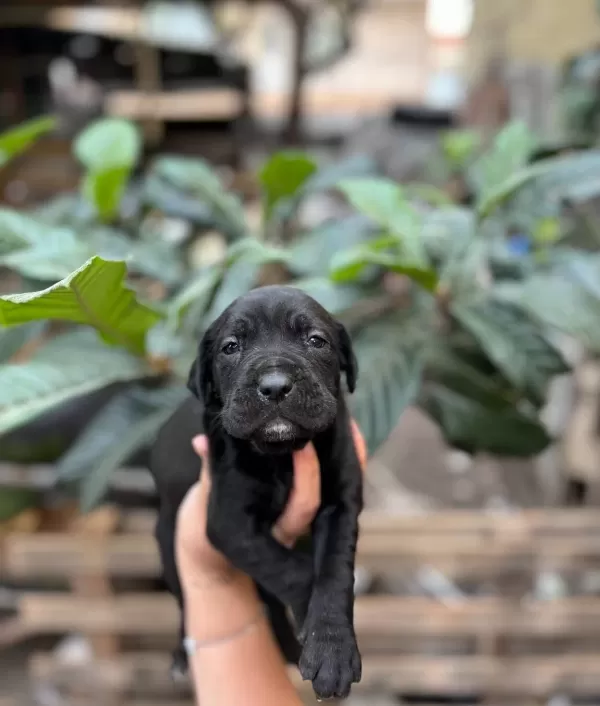 Muhteşem Anatomiye Sahip Cane Corso Yavrularım