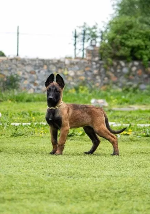 Fci Kif Şecereli Şampiyon Kan Hattı Malinois Yavrular
