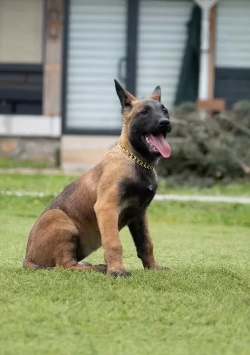 Fci Kif Şecereli Şampiyon Kan Hattı Malinois Yavrular