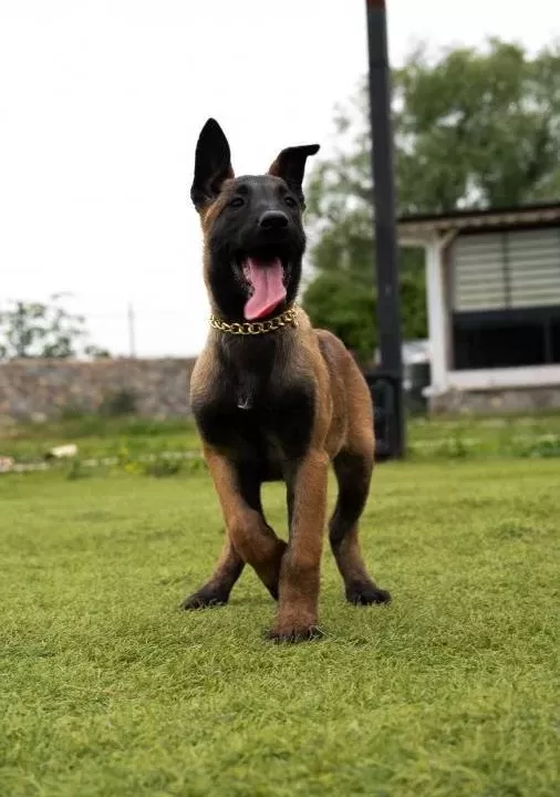 Fci Kif Şecereli Şampiyon Kan Hattı Malinois Yavrular