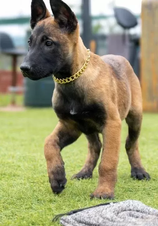 Fci Kif Şecereli Şampiyon Kan Hattı Malinois Yavrular