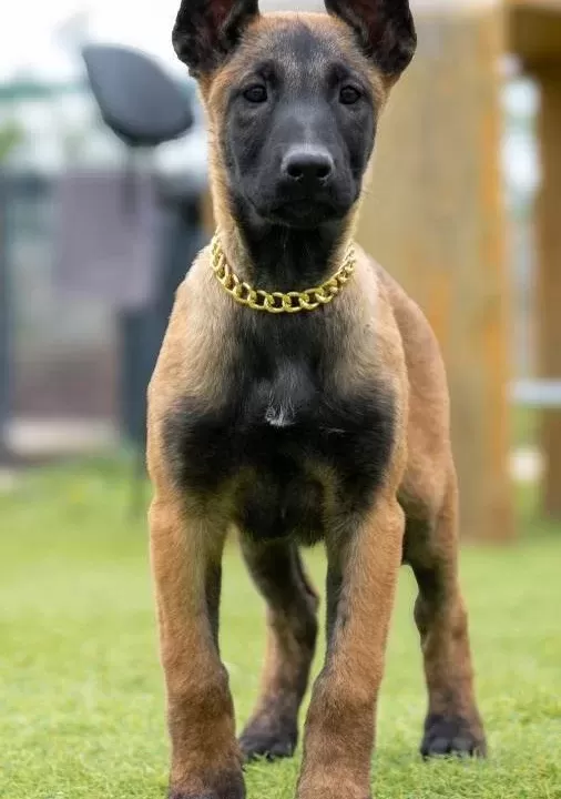 Fci Kif Şecereli Şampiyon Kan Hattı Malinois Yavrular