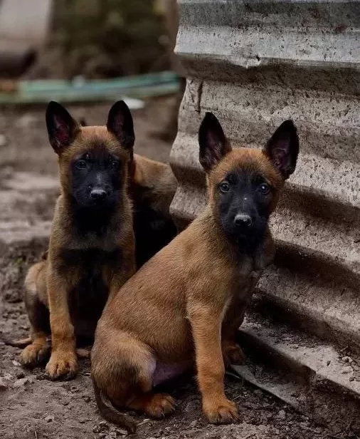 Sağlıklı Orjinal Malinois Yavrularımın
