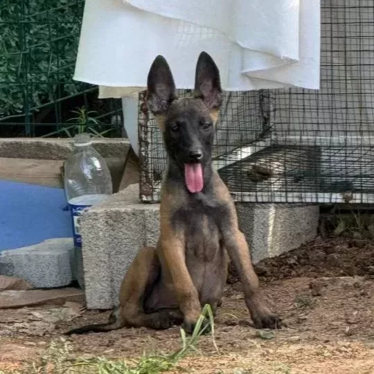 Sağlıklı Orjinal Malinois Yavrularımın