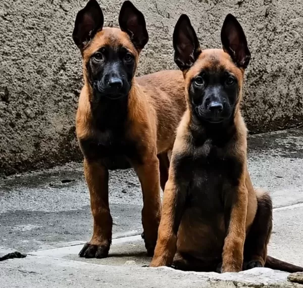 Sağlıklı Orjinal Malinois Yavrularımın