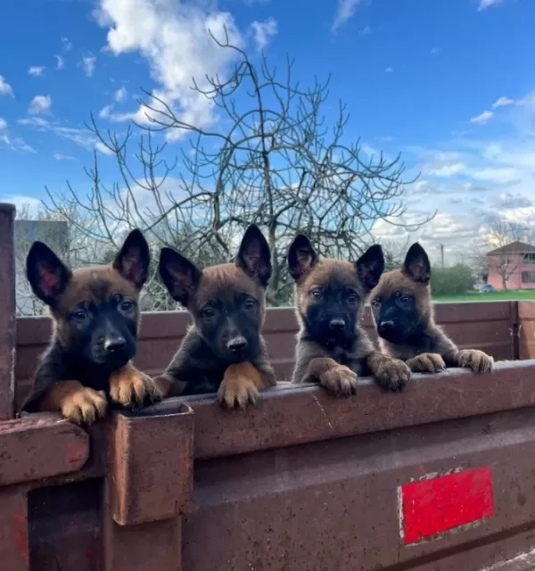 Sağlıklı Orjinal Malinois Yavrularımın