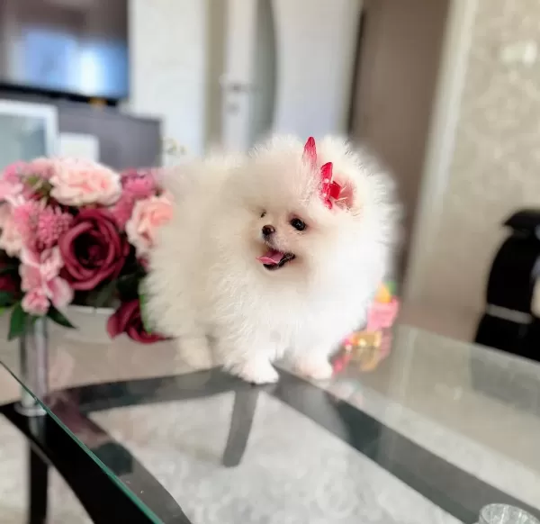 Mini Boy Teacup Dişi Pomeranian Boo