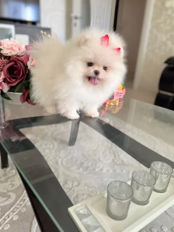 Mini Boy Teacup Dişi Pomeranian Boo