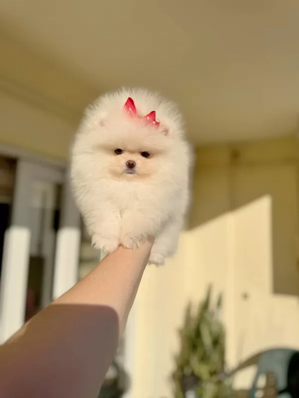 Mini Boy Teacup Dişi Pomeranian Boo