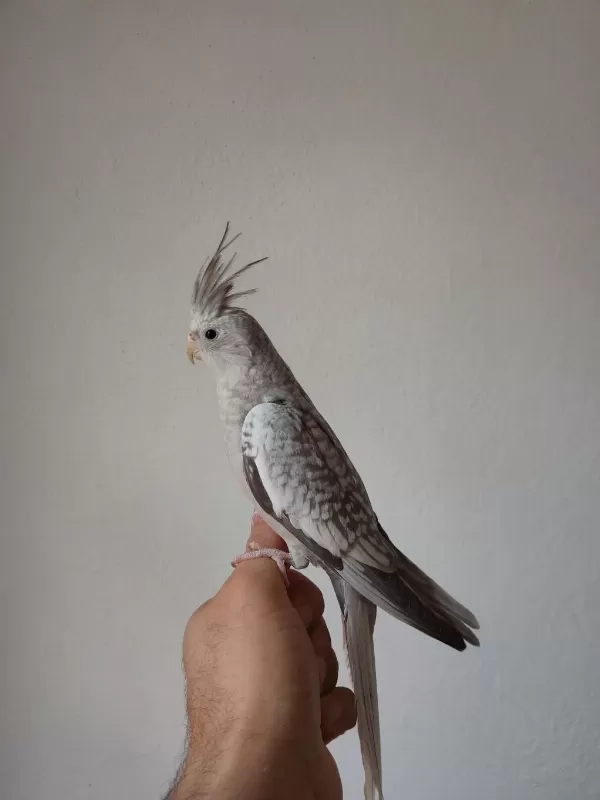 Dişi Sultan Papağanı