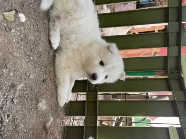 Kartopu Samoyedler İçin Son Firsat