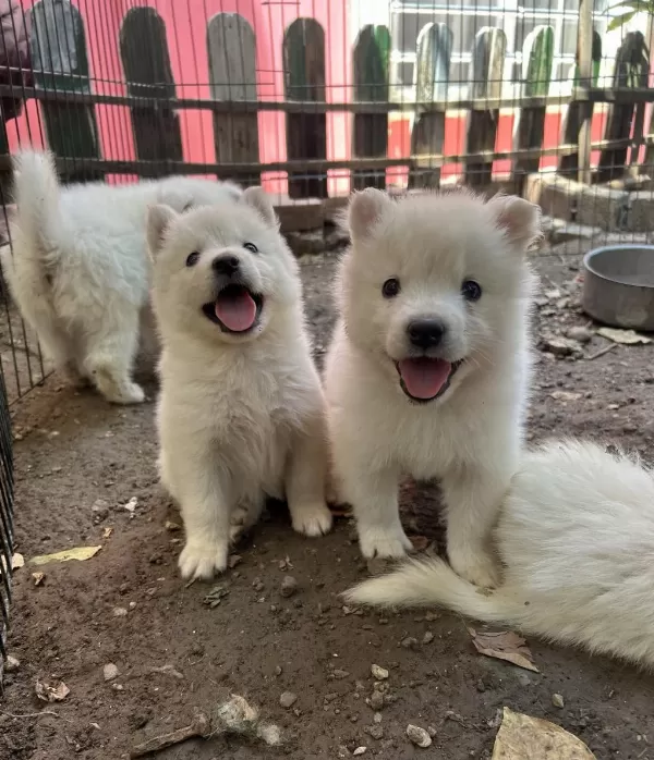 Kartopu Samoyedler İçin Son Firsat