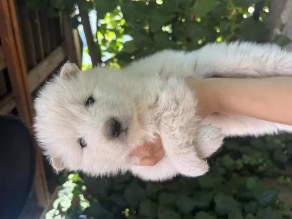 Kartopu Samoyedler İçin Son Firsat