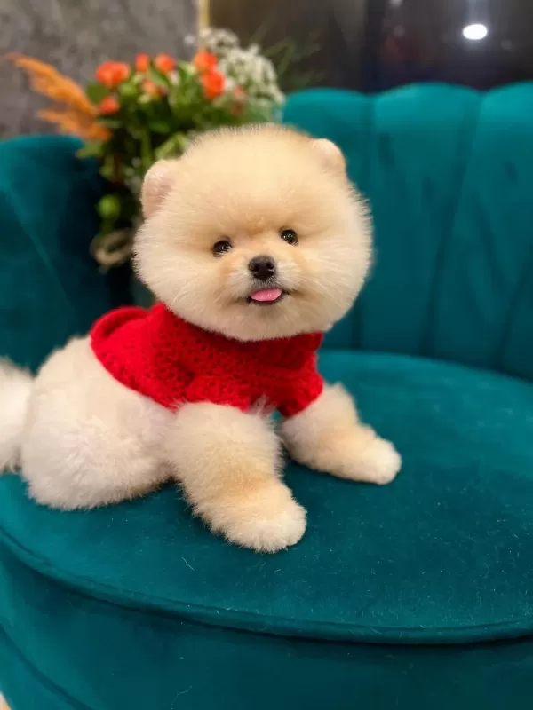 Anne Babadan Safkan Pomeranian Yavrularımız