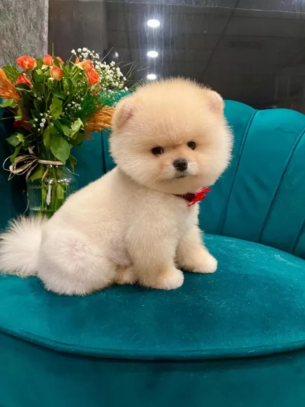 Anne Babadan Safkan Pomeranian Yavrularımız