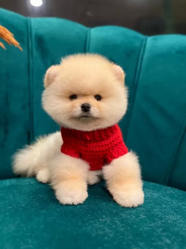 Anne Babadan Safkan Pomeranian Yavrularımız