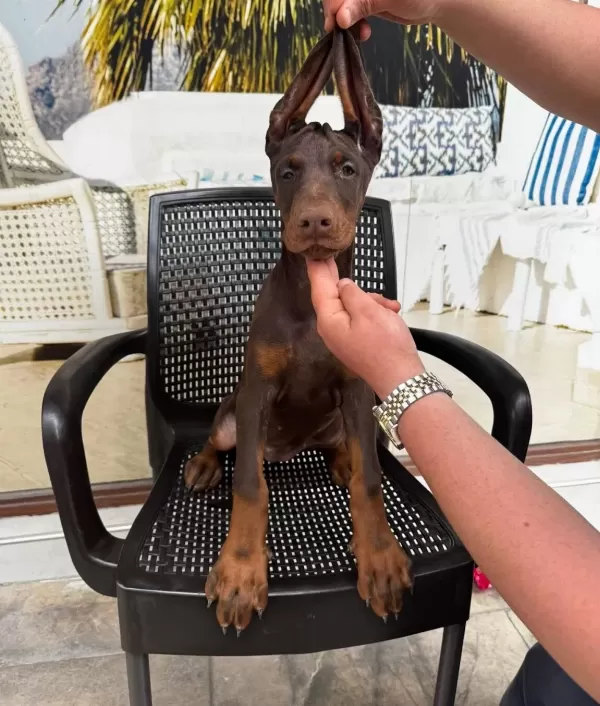 Doberman Yavrularimiz Hazirdir