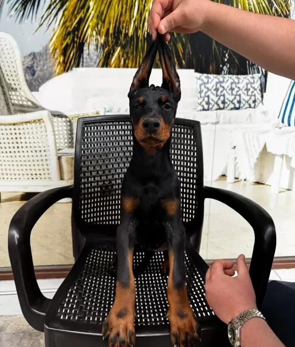 Doberman Yavrularimiz Hazirdir