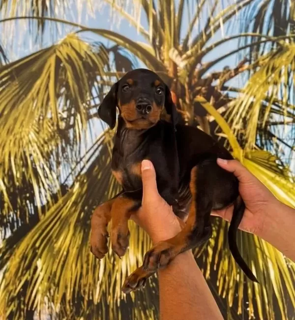 Doberman Yavrularimiz Hazirdir