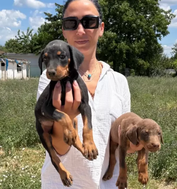 Doberman Yavrularım Sağlık Ve Garantilidir