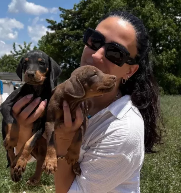 Doberman Yavrularım Sağlık Ve Garantilidir