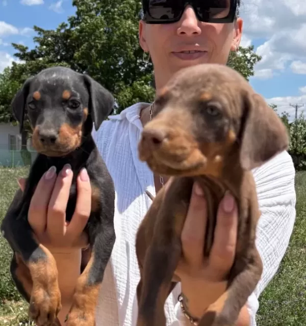 Doberman Yavrularım Sağlık Ve Garantilidir