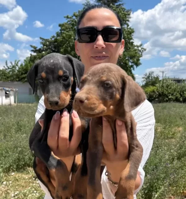 Doberman Yavrularım Sağlık Ve Garantilidir