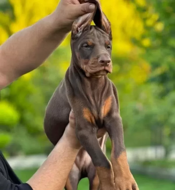 Kızıl Siyah Irk Ve Sağlık Garantili Doberman Yavrular