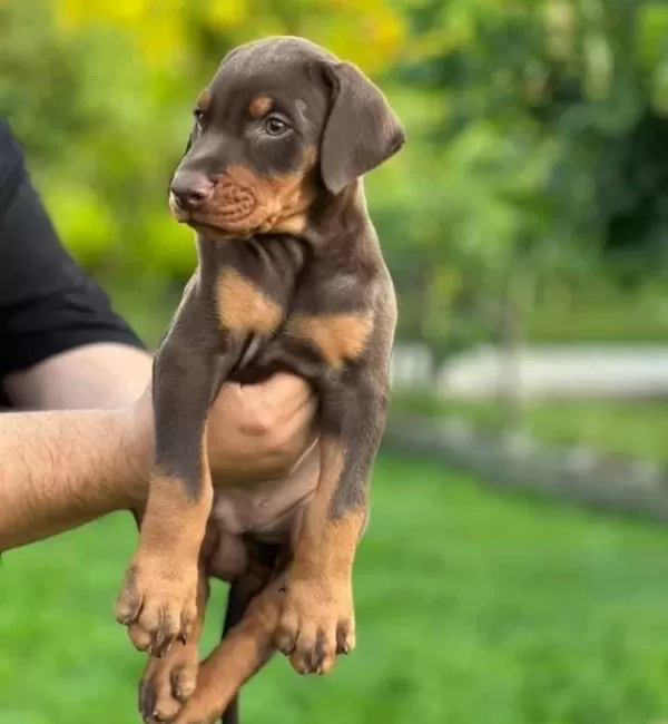 Kızıl Siyah Irk Ve Sağlık Garantili Doberman Yavrular