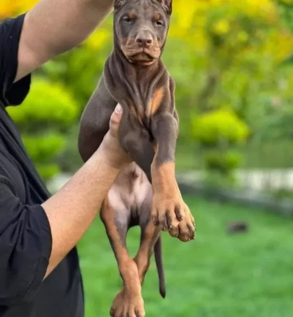 Kızıl Siyah Irk Ve Sağlık Garantili Doberman Yavrular