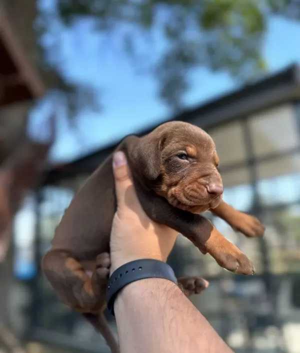 Kızıl Siyah Irk Ve Sağlık Garantili Doberman Yavrular