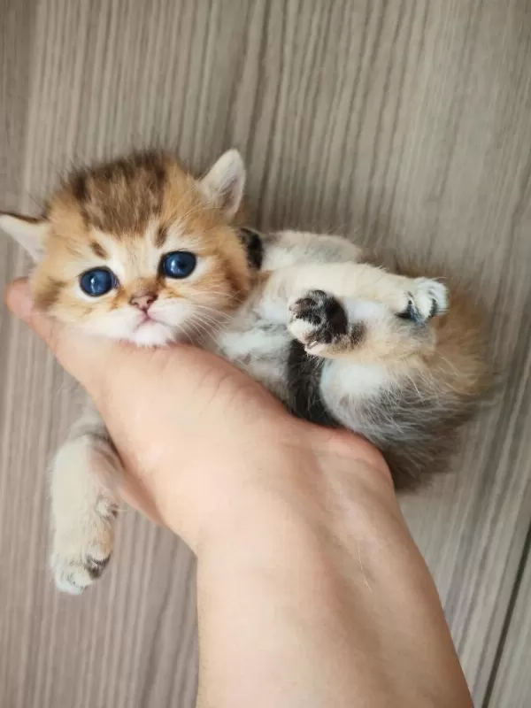Ny 25 Tatlı Bir Minnoş Oğlan British Shorthair
