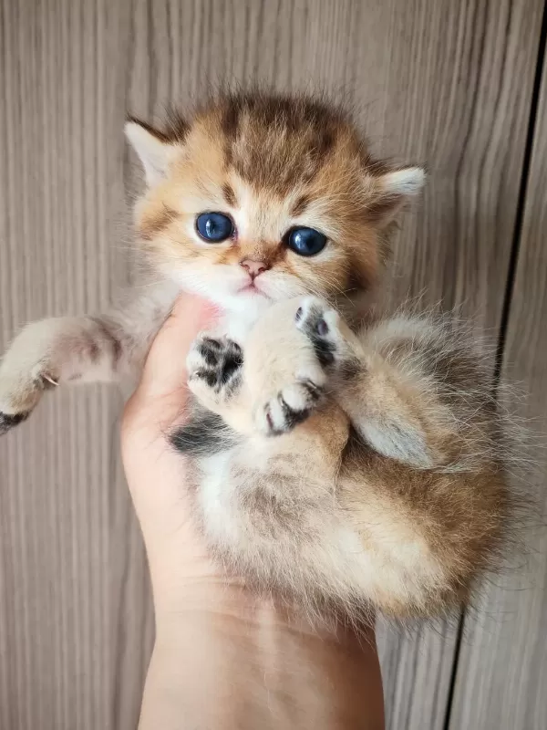 Ny 25 Tatlı Bir Minnoş Oğlan British Shorthair