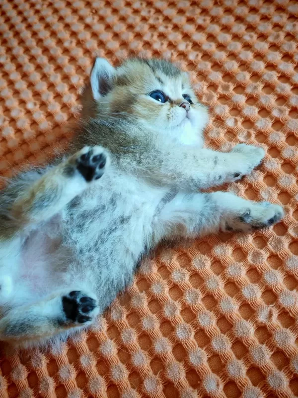 Ny 25 Tatlı Bir Minnoş Oğlan British Shorthair