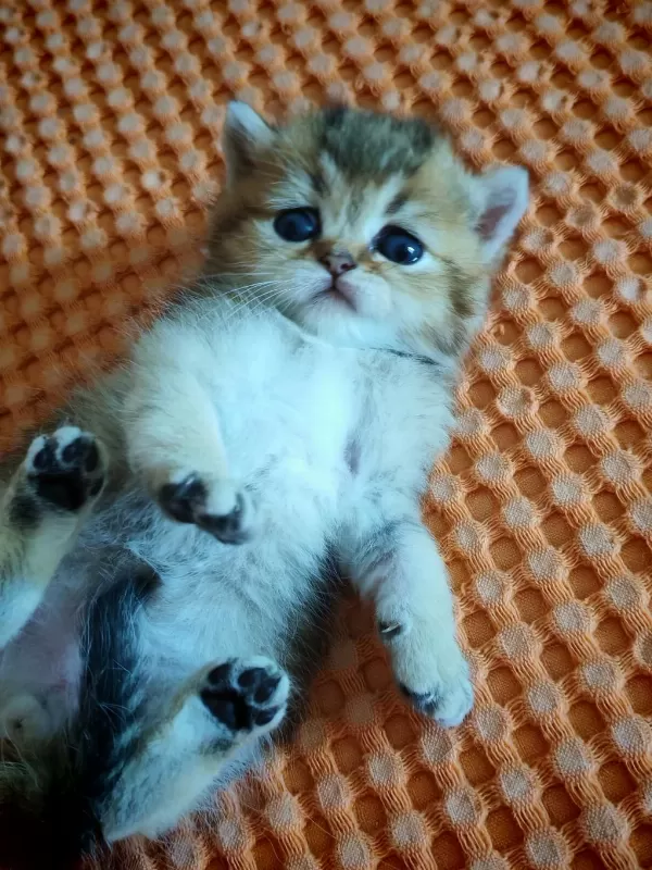 Ny 25 Tatlı Bir Minnoş Oğlan British Shorthair