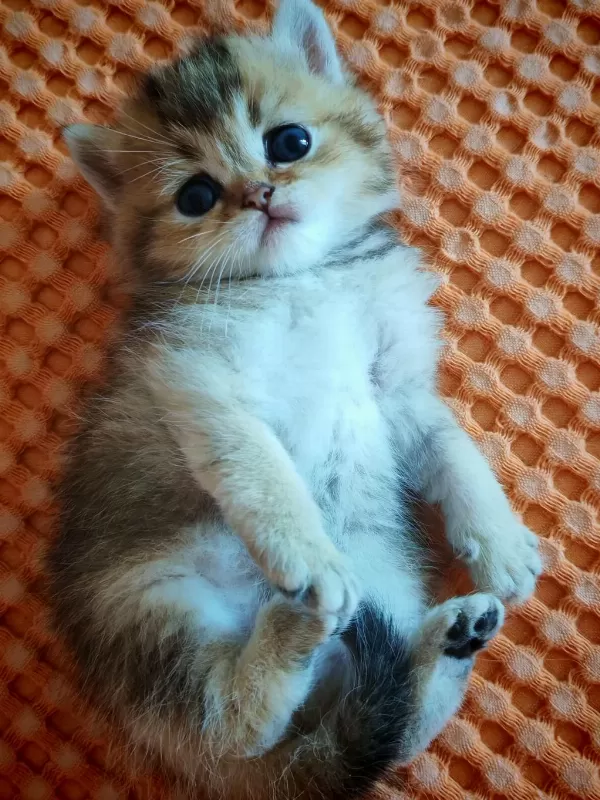 Ny 25 Tatlı Bir Minnoş Oğlan British Shorthair
