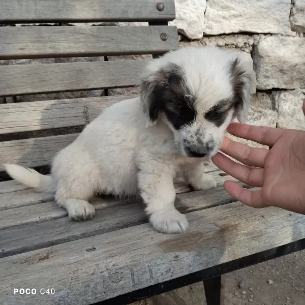 Fino Yavru Köpeğimiz Kayseri