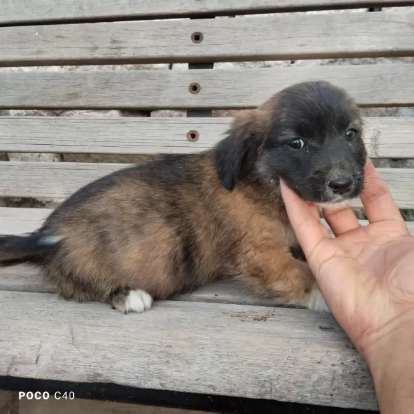 Fino Yavru Köpeğimiz Kayseri